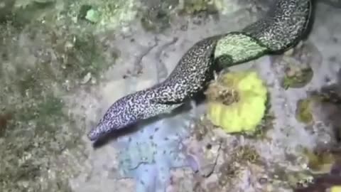 🐙🔥 Mind Blown! Octopus Uses Every Trick To Escape Eel | FeedMyCuriosity