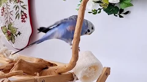 These birds are having the best life 🥰🐦🐦#budgielove #cutepets #cutebirds