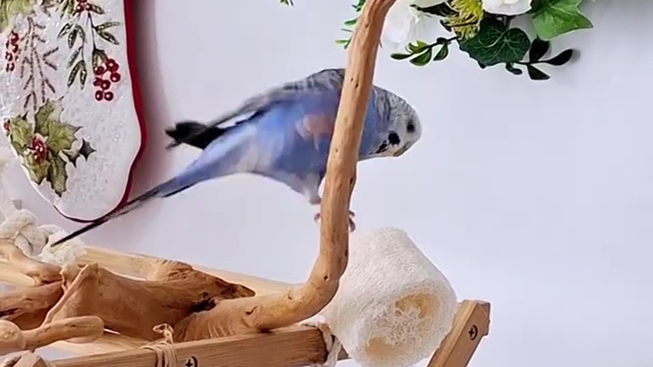 These birds are having the best life 🥰🐦🐦#budgielove #cutepets #cutebirds