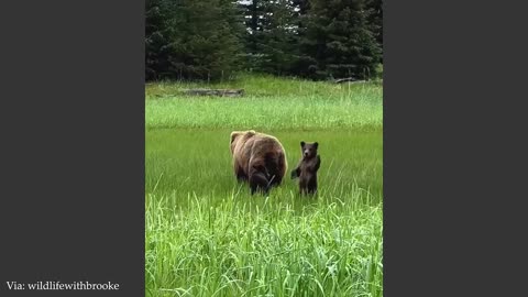Animals Are The CUTEST in the World 🤣 Funny Animals Videos 2025