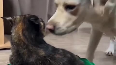 Funny cats #06