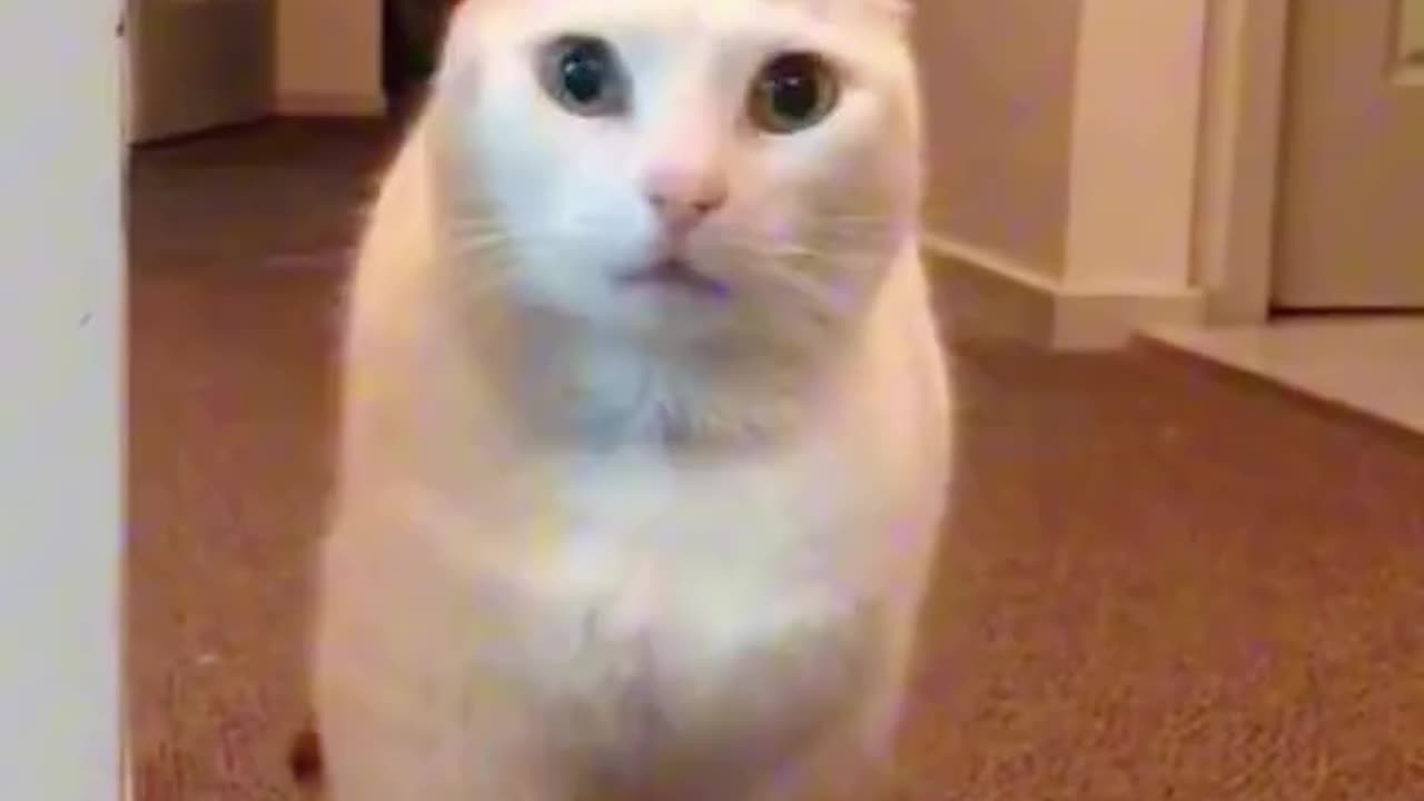 Funny White Cats
