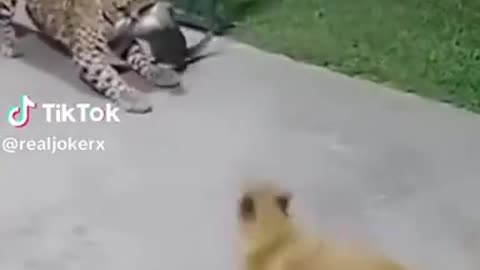 That's One Nasty Kitty!