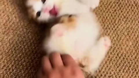 A cat feeling powerless 🤣