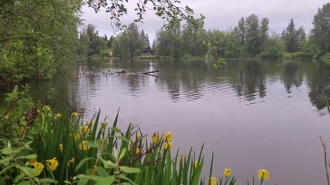 Canadian Geese With Blue Heron At The Lake