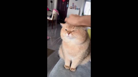 Cute fanny cat movements