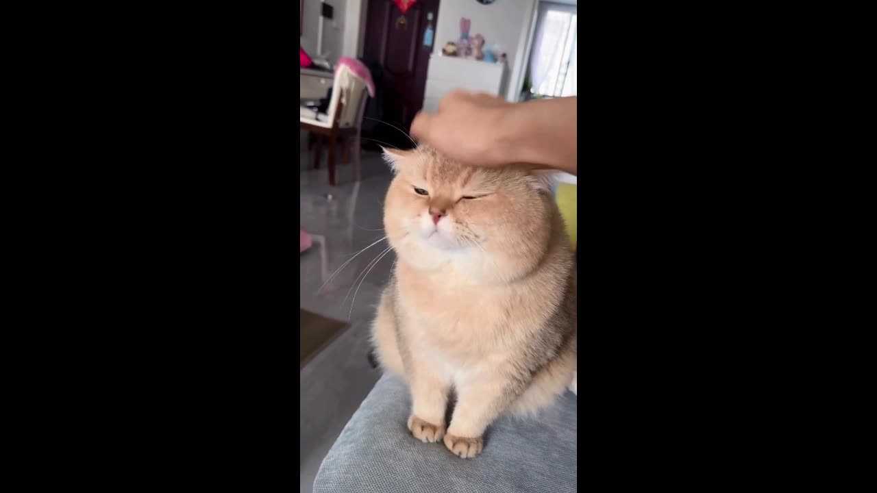 Cute fanny cat movements