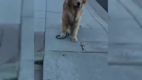 Funny dogs video