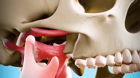 How To Fix A Dislocated Jaw 😨 #facts #sciencefacts