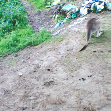 Australian kangaroo 🦘