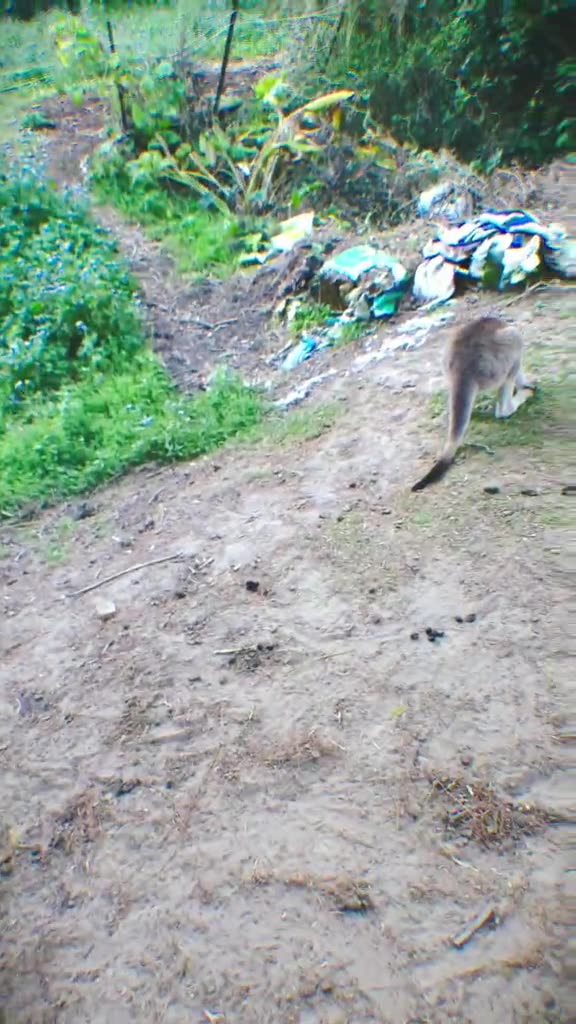 Australian kangaroo 🦘