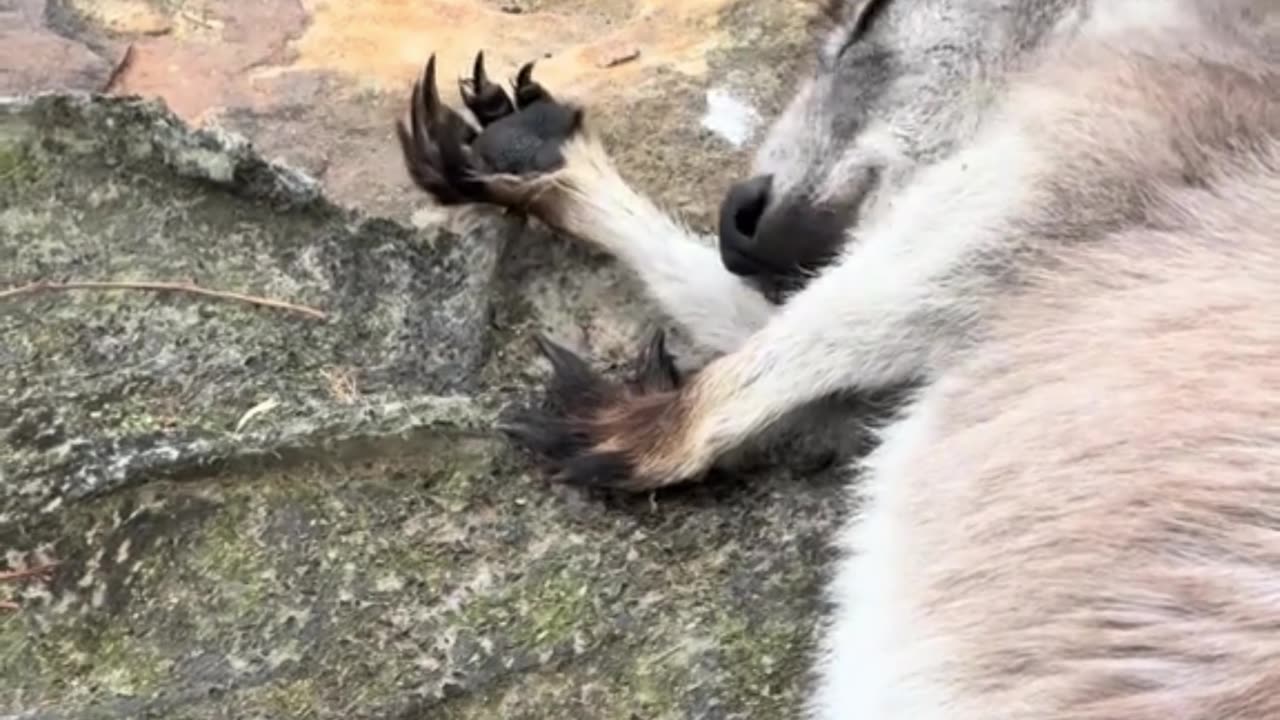 Kangaroo relaxing