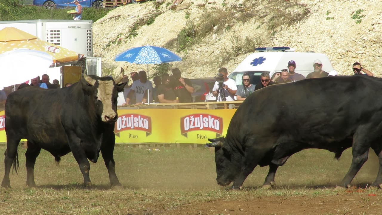 Kamatar od Raspudića vs Brizan od Krnića Batin 2024