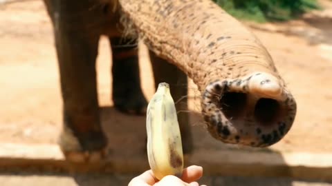 Feeding an Animal at the Zoo #zoo