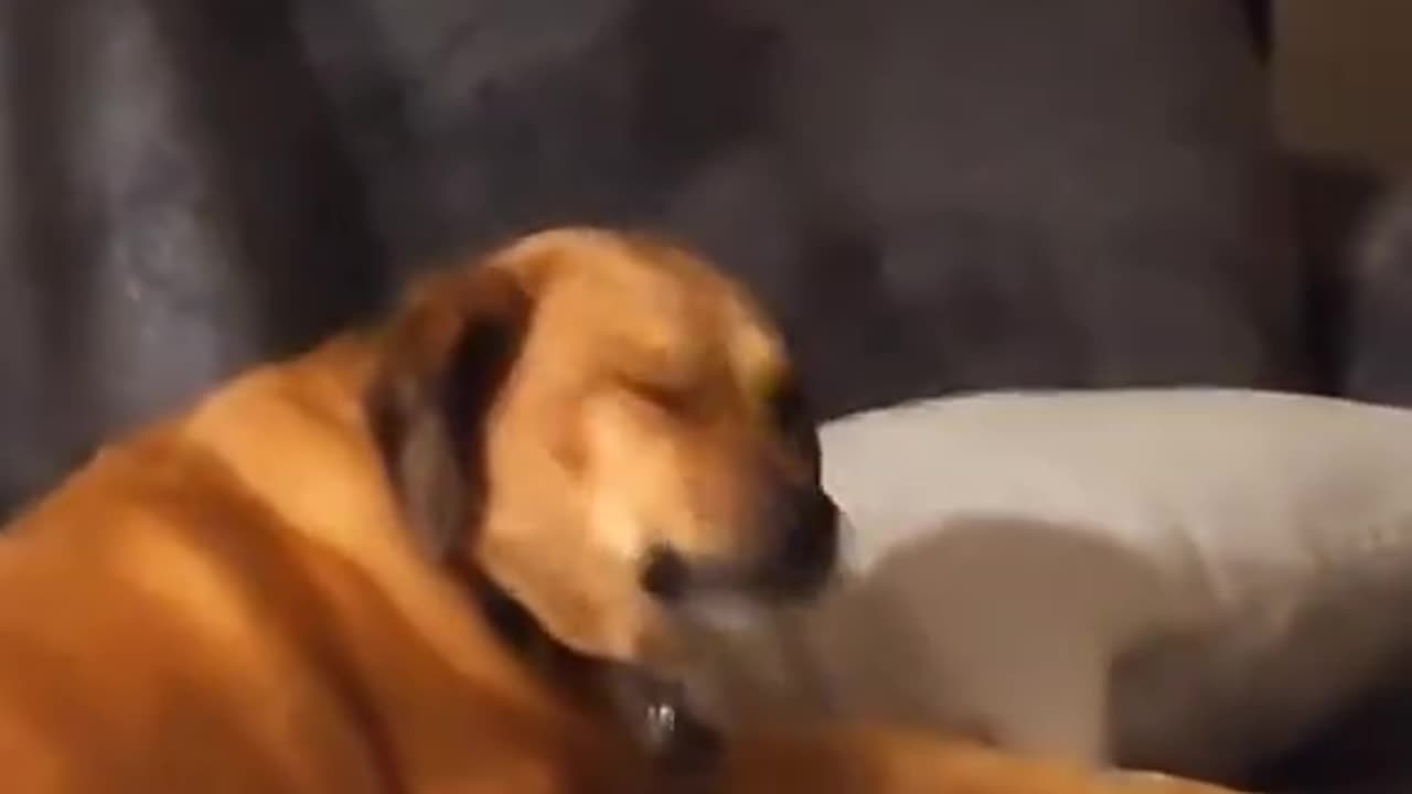 Cat and dog funny 💔😂