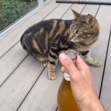 Unfortunate cat moments | Funniest Video Compilation | Try Not to Laugh! 😂