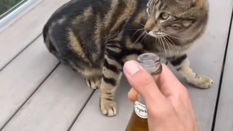 Unfortunate cat moments | Funniest Video Compilation | Try Not to Laugh! 😂