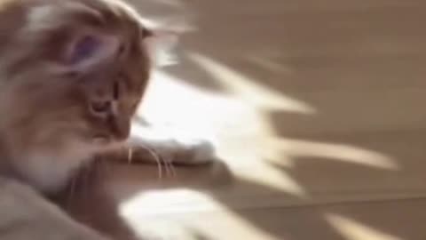 😺🌑 This Cat Tried to Catch Its Shadow… And the Moment Was Pure Magic ✨
