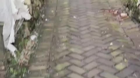 Going to farm