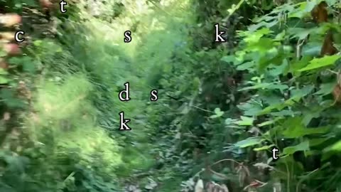 Rediscover Your True Light | Path and Tarot Reading