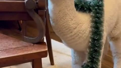 🎄🐶🎁 My Pet Tried to Help With Christmas Decorations… Keyword: TRIED 😂✨