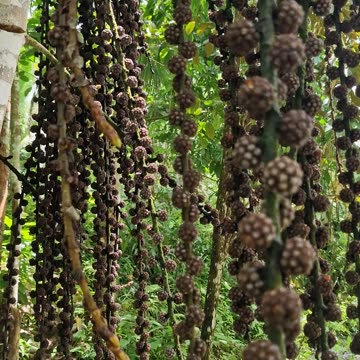 Wild Figs Growing at the Farm 🌿🇵🇭 | Expat in the Philippines