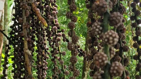 Wild Figs Growing at the Farm 🌿🇵🇭 | Expat in the Philippines