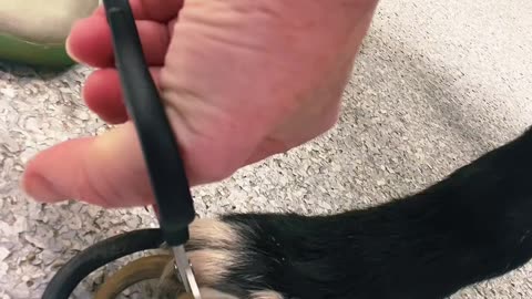 Veterinary Staff Help Dog With Overgrown Nails