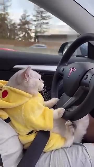 Cat drive a Car 🚗 Funny video 😂🤣