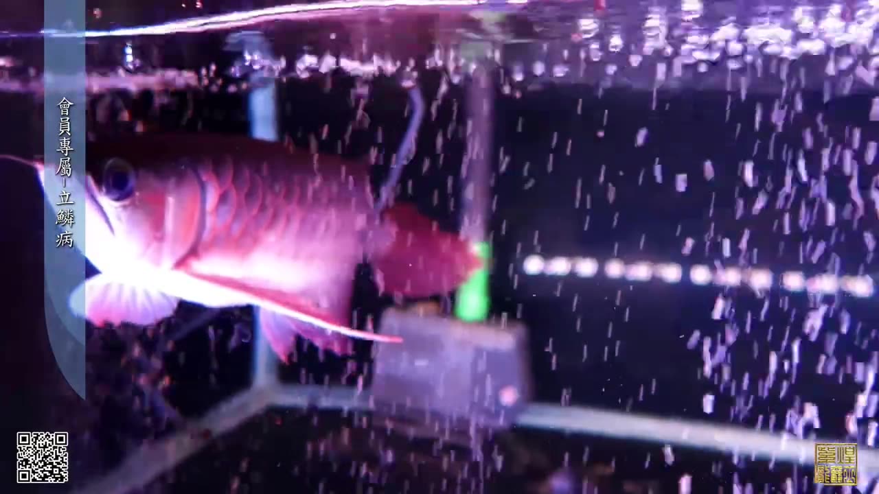 【龍爵士】YOUTUBE會員專屬-立麟病 _水族_龍魚_高級會員