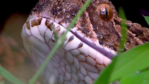 Snake preying Fish