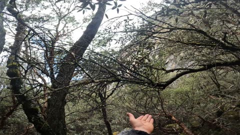 Chillin with a hummingbird in a forest