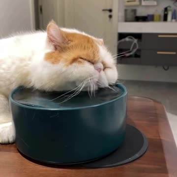 Half asleep while hydrating itself