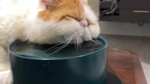 Half asleep while hydrating itself