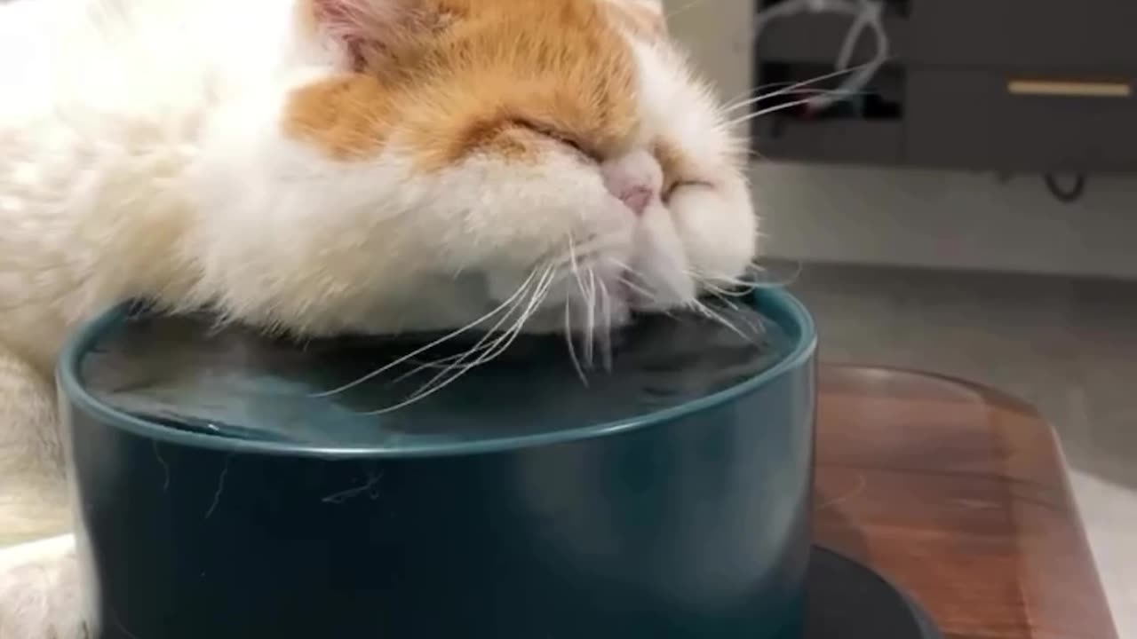 Half asleep while hydrating itself