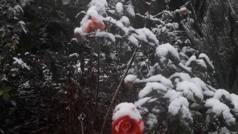 Snow-covered rose bush