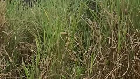 Wild life Experience
