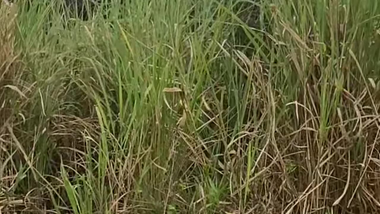 Wild life Experience