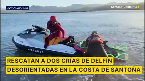 Two disoriented baby dolphins rescued off the coast of Santoña