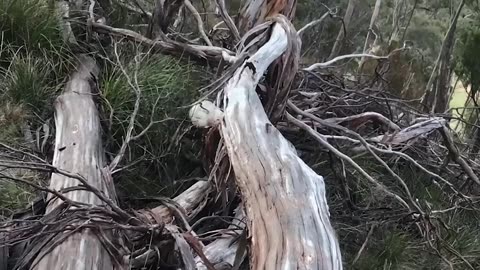 Real life Vs AI