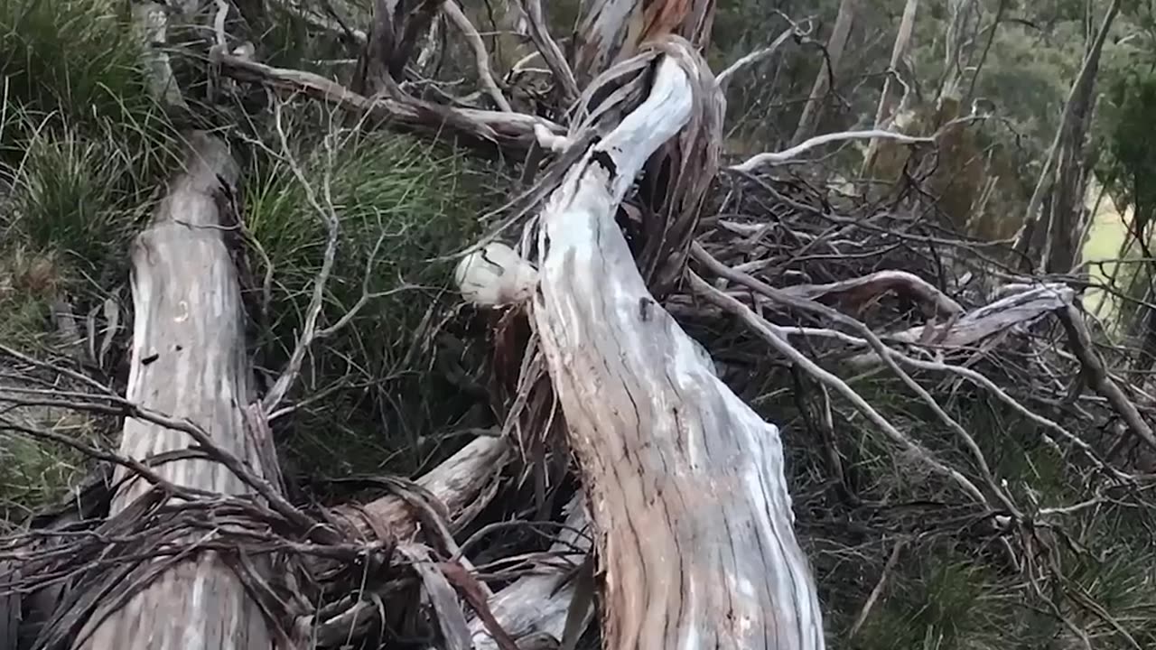 Real life Vs AI