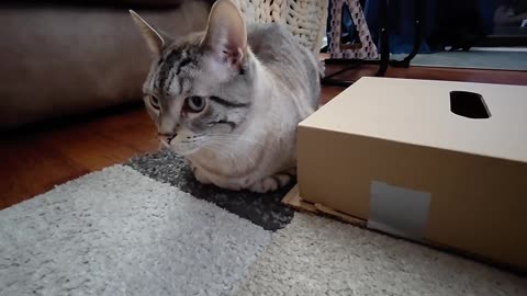 Cat Goes Everywhere Except the Box — Pure Cuteness Overload