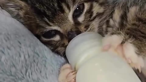 lil bro rage mode 🔥🐈