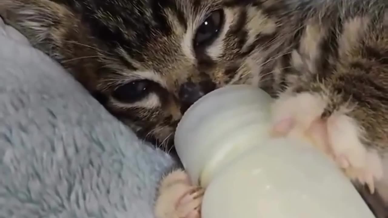 lil bro rage mode 🔥🐈