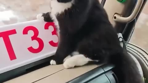 Where did you get your driving license from 🤣