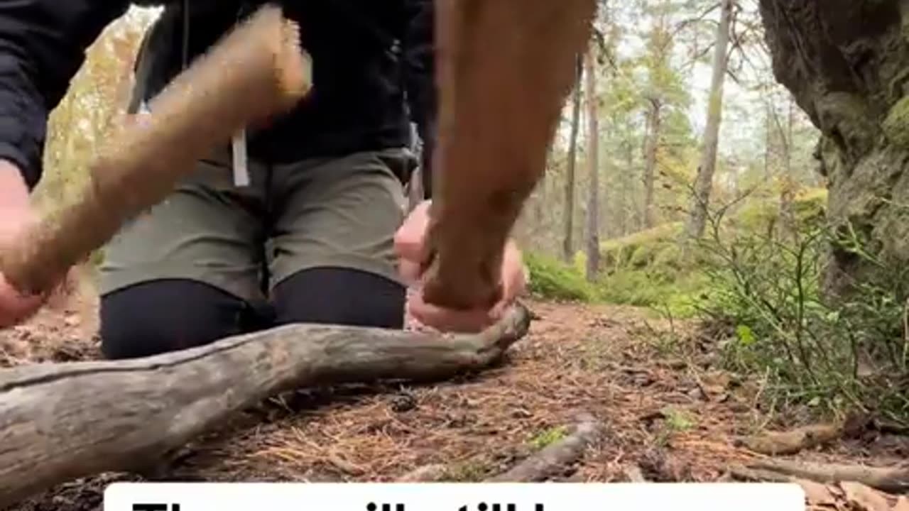 😂🎵 It's Actually Catchy