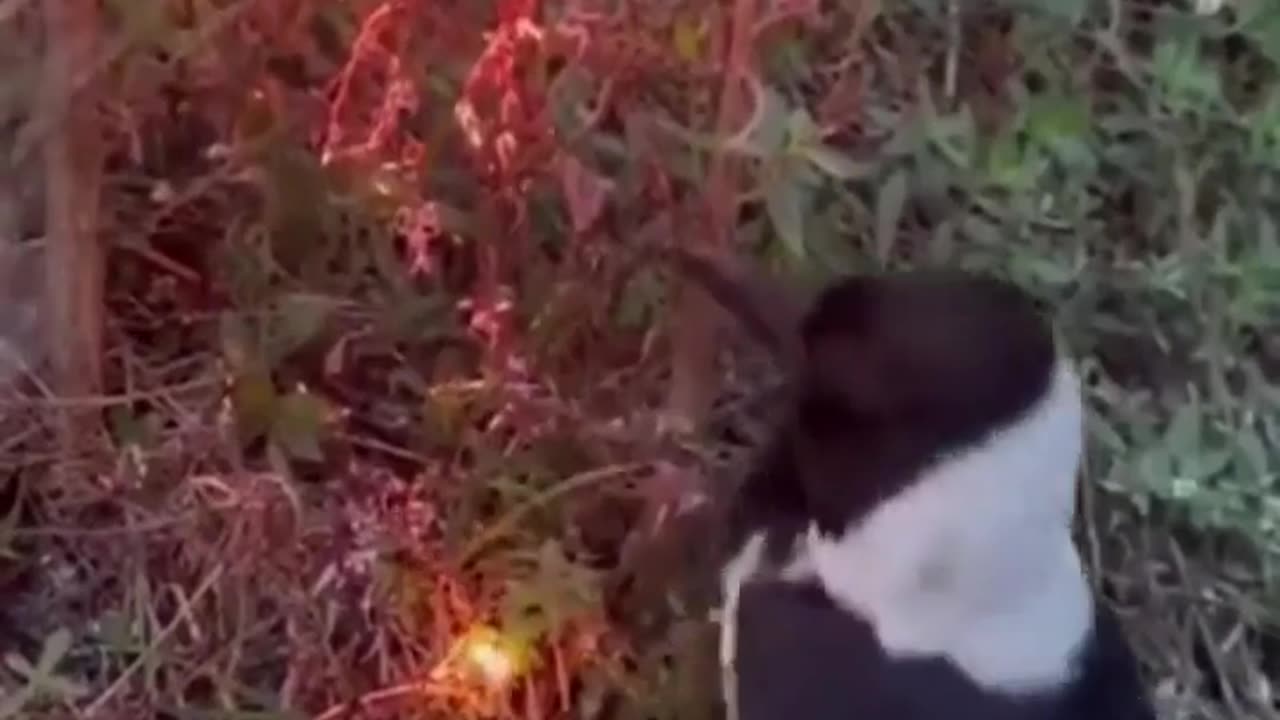 🤯🔥 Discover How This Bird Uses Smoke & Ash to Clean Its Feathers! | FeedMyCuriosity