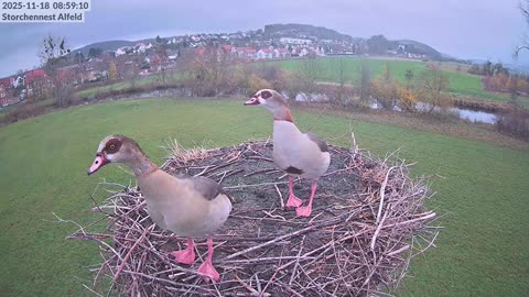 Morning visit of two egyptian geese 🦆🦆🤗