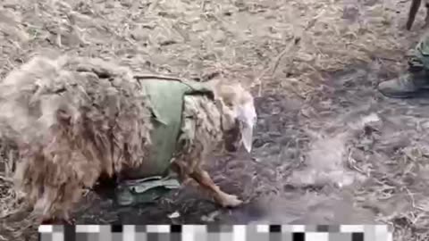 Russian Soldiers Prey On the Weak and Defenseless