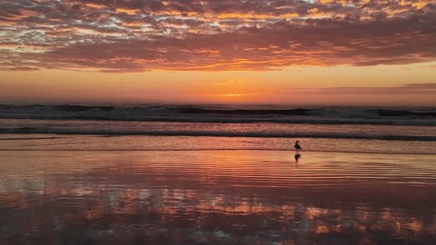 DOLPHINS and GLOWING SUNSET LOW TIDE #dolphins #lowtide #beachlife